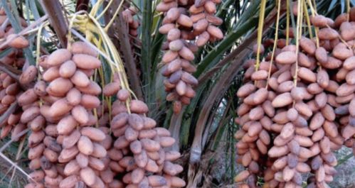 躲開那些所謂的養(yǎng)生產(chǎn)品，這些農(nóng)副土特產(chǎn)品才是真的對身體好