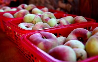 江西鉛山2024年文化旅游宣傳月暨蟠桃土特產(chǎn)品推介活動(dòng)啟幕